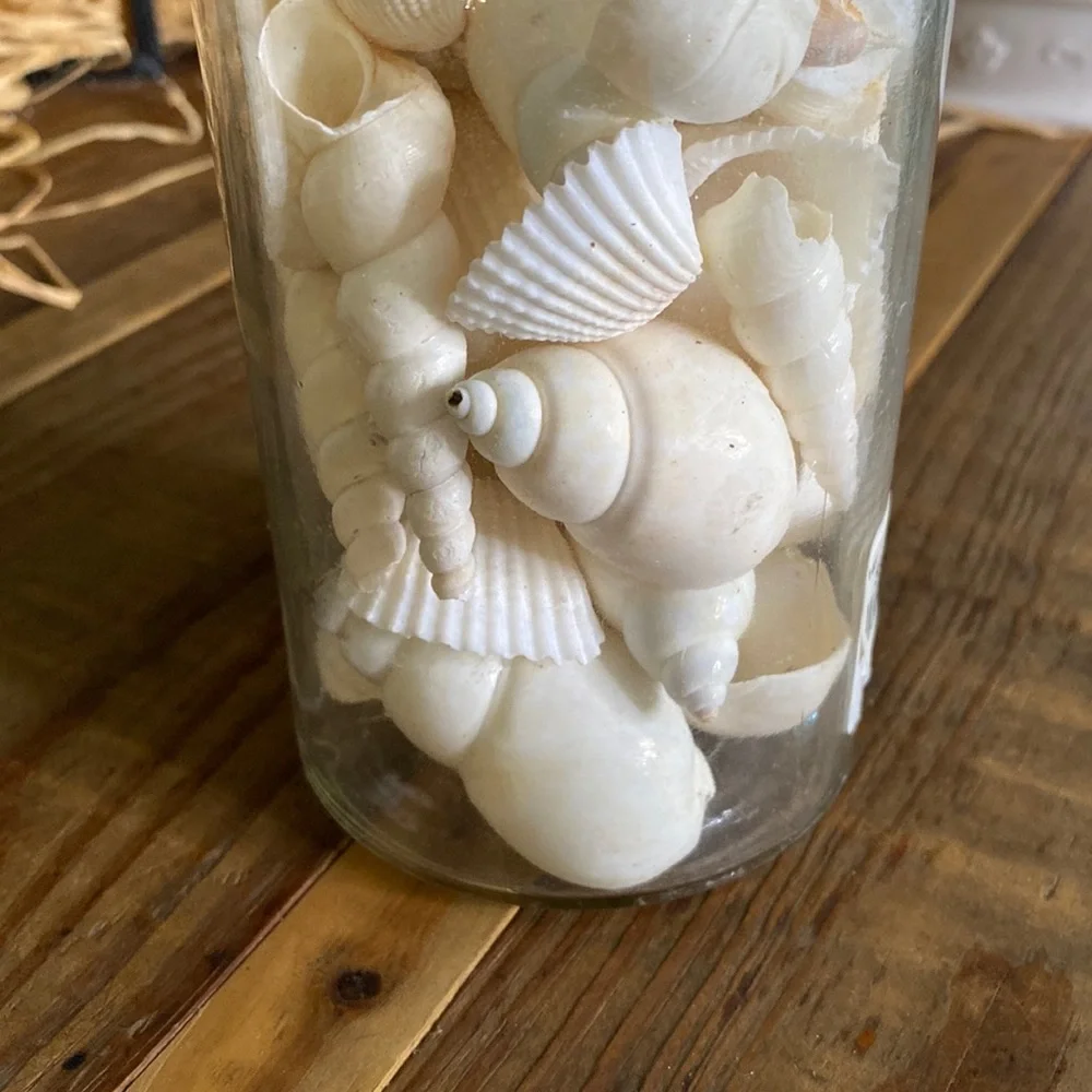 Pottery Barn Sally’s Seashore Seashells “Shells In A Bottle” Vase Filler 🐚 - Picture 7 of 16